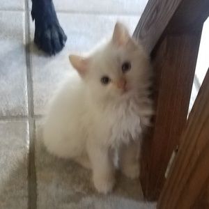 Meet your Posher, Heidi